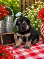 Red Male, a male German Shepherd Dog for sale in Canistota, SD – 1 of 2
