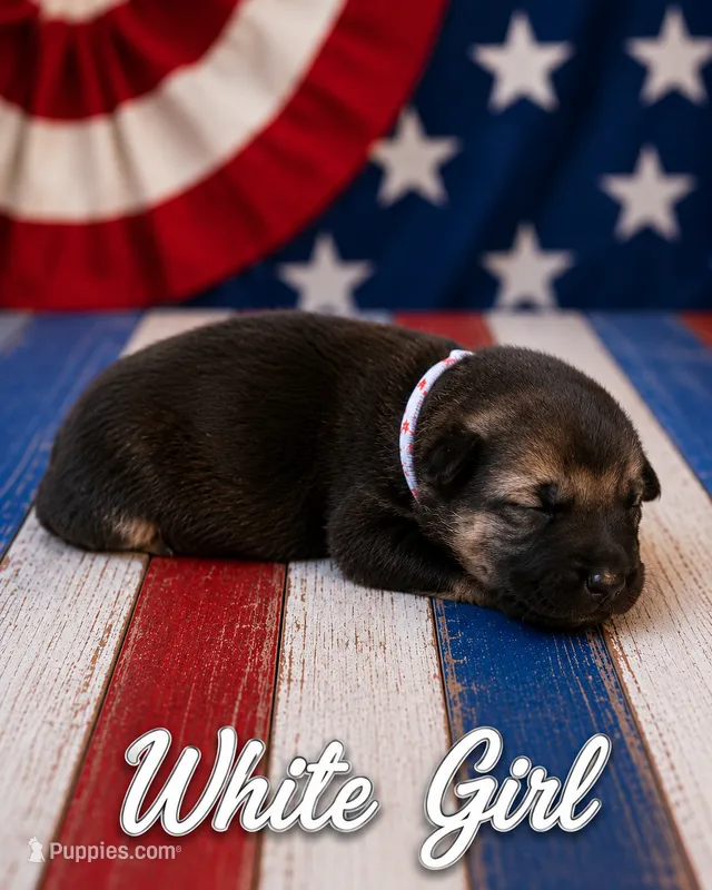 White Girl – German Shepherd Dog puppy for sale in Canistota, SD