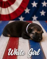 White Girl, a female German Shepherd Dog for sale in Canistota, SD – 1 of 2