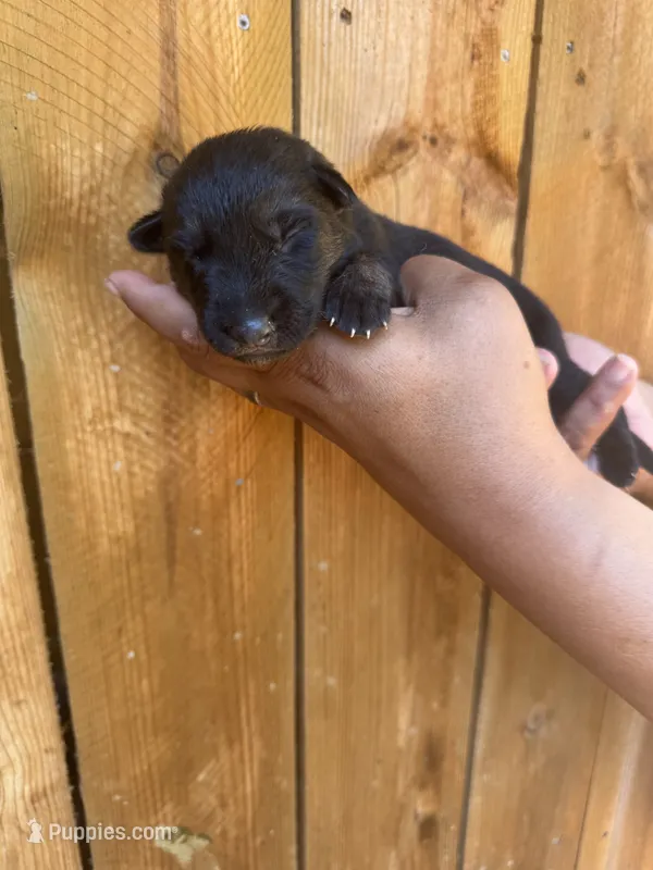 Dark pink male – German Shepherd Dog puppy for sale in Canistota, SD