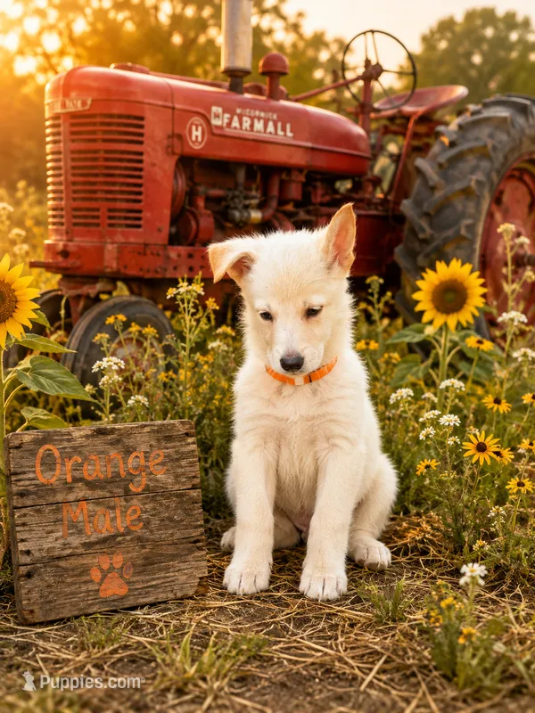 Orange Boy – German Shepherd Dog puppy for sale in Canistota, SD