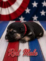 Red Male, a male German Shepherd Dog for sale in Canistota, SD – 2 of 2