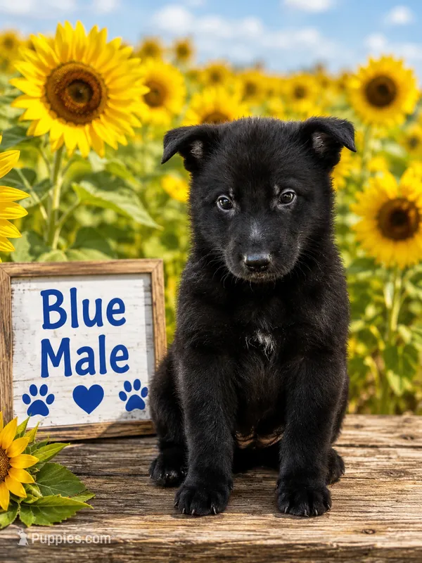 Blue Male  – German Shepherd Dog puppy for sale in Canistota, SD
