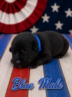 Blue Male , a male German Shepherd Dog for sale in Canistota, SD – 2 of 2