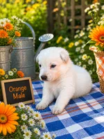 Orange Boy, a male German Shepherd Dog for sale in Canistota, SD – 2 of 2