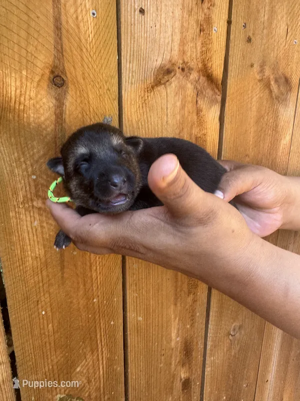 Green Girl – German Shepherd Dog puppy for sale in Canistota, SD