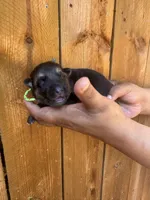 Green Girl, a female German Shepherd Dog for sale in Canistota, SD – 1 of 2