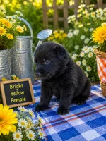 Bright yellow female, a female German Shepherd Dog for sale in Canistota, SD – 2 of 2