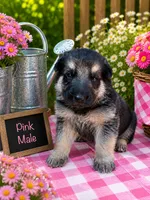 Dark pink male, a male German Shepherd Dog for sale in Canistota, SD – 2 of 2