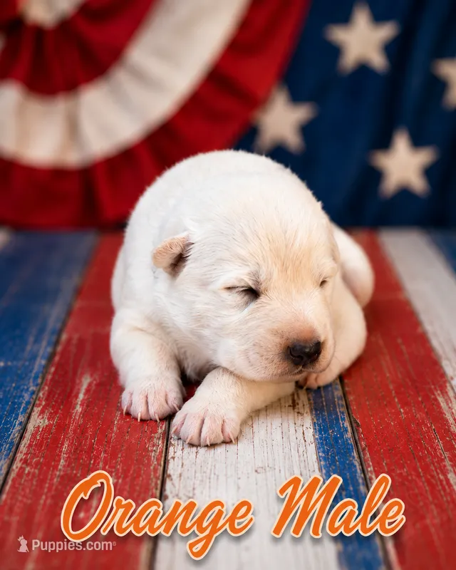 Orange Boy – German Shepherd Dog puppy for sale in Canistota, SD