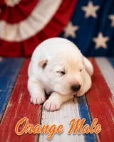 Orange Boy, a male German Shepherd Dog for sale in Canistota, SD – 1 of 2