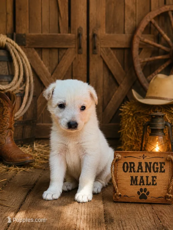 Orange Boy – German Shepherd Dog puppy for sale in Canistota, SD