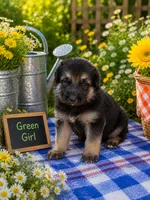 Green Girl, a female German Shepherd Dog for sale in Canistota, SD – 2 of 2