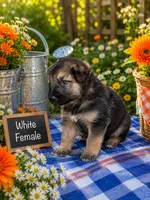 White Girl, a female German Shepherd Dog for sale in Canistota, SD – 2 of 2