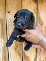 Bright yellow female, a female German Shepherd Dog for sale in Canistota, SD – 1 of 2