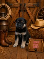 pink male, a male German Shepherd Dog for sale in Canistota, SD – 1 of 3