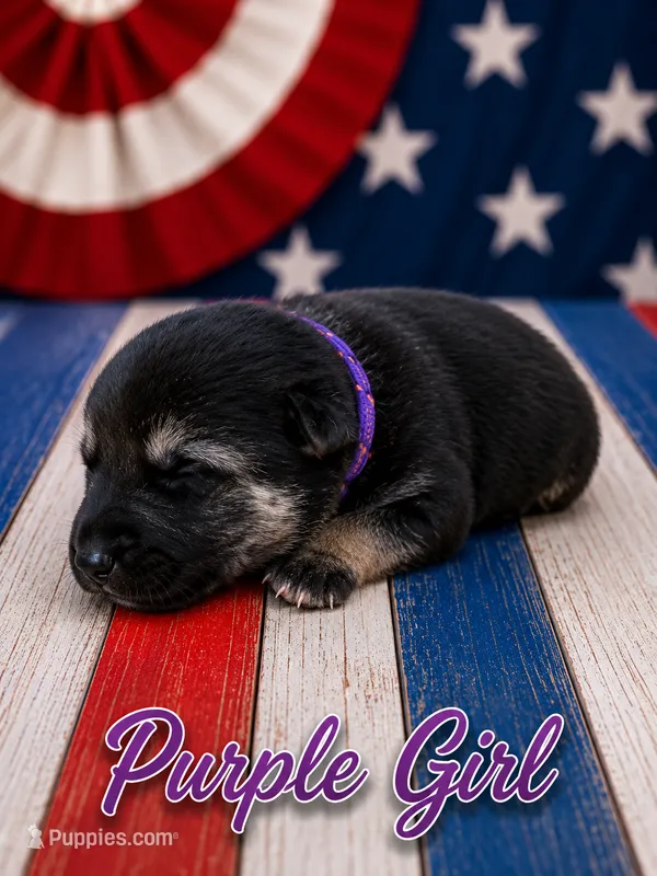 Purple Girl – German Shepherd Dog puppy for sale in Canistota, SD