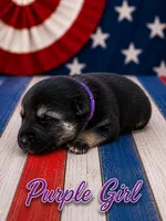 Purple Girl, a female German Shepherd Dog for sale in Canistota, SD – 1 of 2