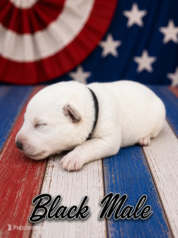 Black Male – German Shepherd Dog puppy for sale in Canistota, SD