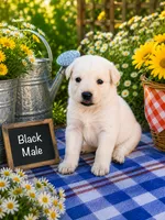Black Male, a male German Shepherd Dog for sale in Canistota, SD – 2 of 2