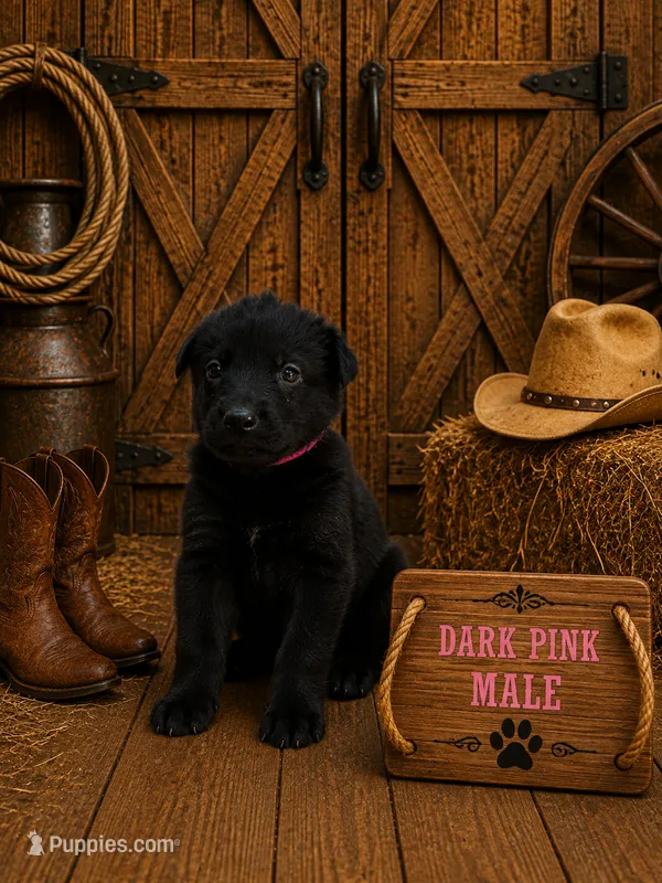 Dark Pink – German Shepherd Dog puppy for sale in Canistota, SD