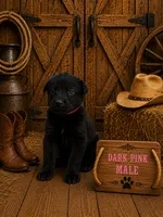 Dark Pink, a male German Shepherd Dog for sale in Canistota, SD – 1 of 3