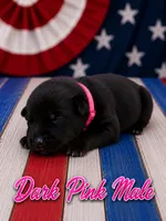 Dark Pink, a male German Shepherd Dog for sale in Canistota, SD – 3 of 3