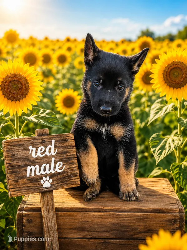 Red Male – German Shepherd Dog puppy for sale in Canistota, SD