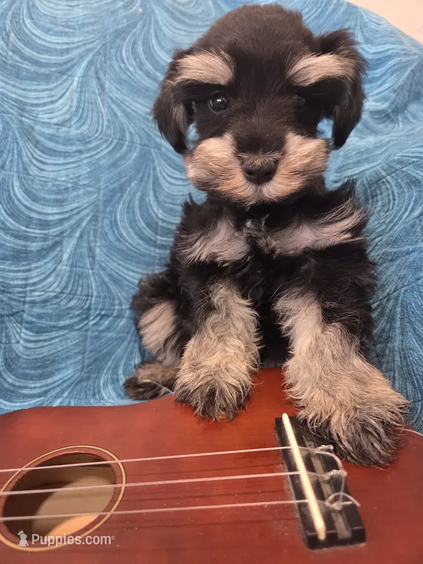 Romeo – Miniature Schnauzer puppy for sale in Paradise, UT