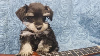 Juliette , a female Miniature Schnauzer for sale in Paradise, UT – 4 of 4