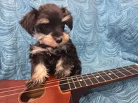 Juliette , a female Miniature Schnauzer for sale in Paradise, UT – 3 of 4