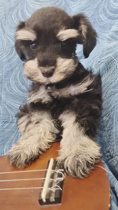 Romeo, a male Miniature Schnauzer for sale in Paradise, UT – 3 of 3