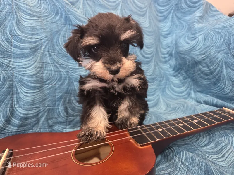 Juliette  – Miniature Schnauzer puppy for sale in Paradise, UT