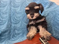Romeo, a male Miniature Schnauzer for sale in Paradise, UT – 2 of 3