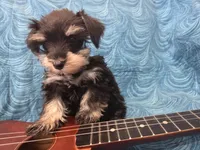 Juliette , a female Miniature Schnauzer for sale in Paradise, UT – 2 of 4