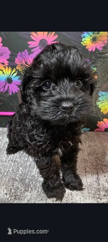Fancy – Yorkipoo puppy for sale in Edgar Springs, MO