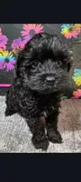 Fancy, a female Yorkipoo for sale in Edgar Springs, MO – 1 of 3