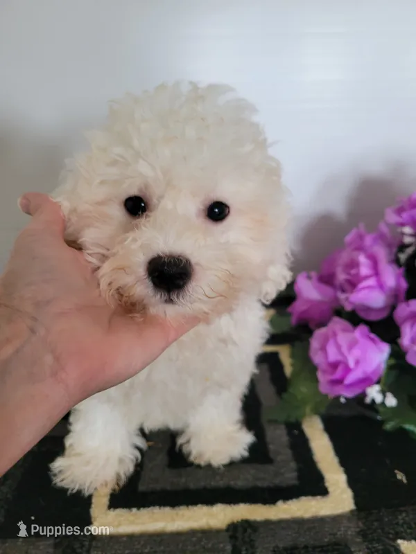 Jake – Bichon Frise puppy for sale in Edgar Springs, MO