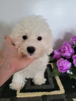 Jake, a male Bichon Frise for sale in Edgar Springs, MO – 1 of 2