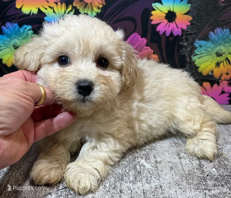 Emmy – Maltipoo puppy for sale in Edgar Springs, MO