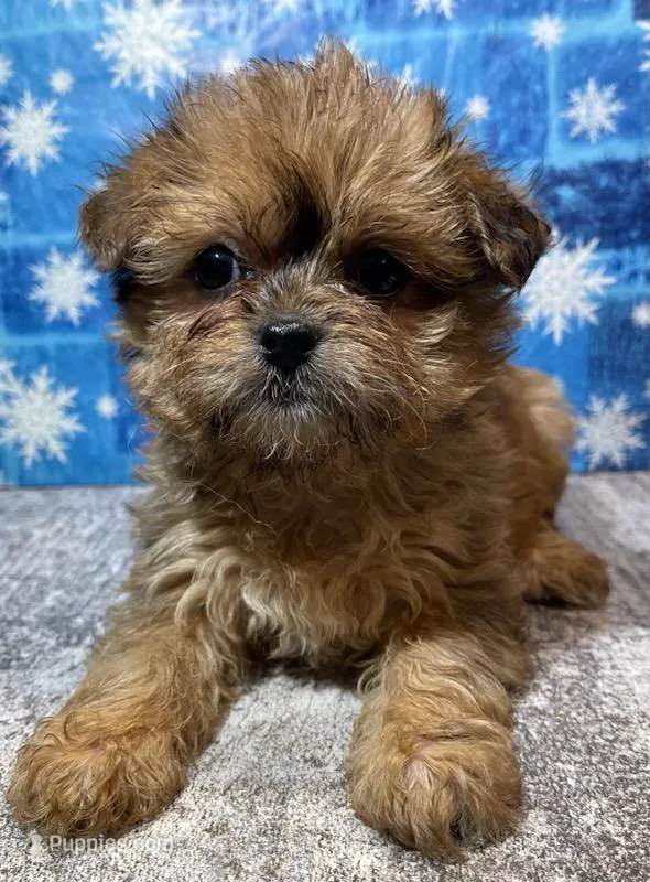 Bessie – Shorkie puppy for sale in Edgar Springs, MO