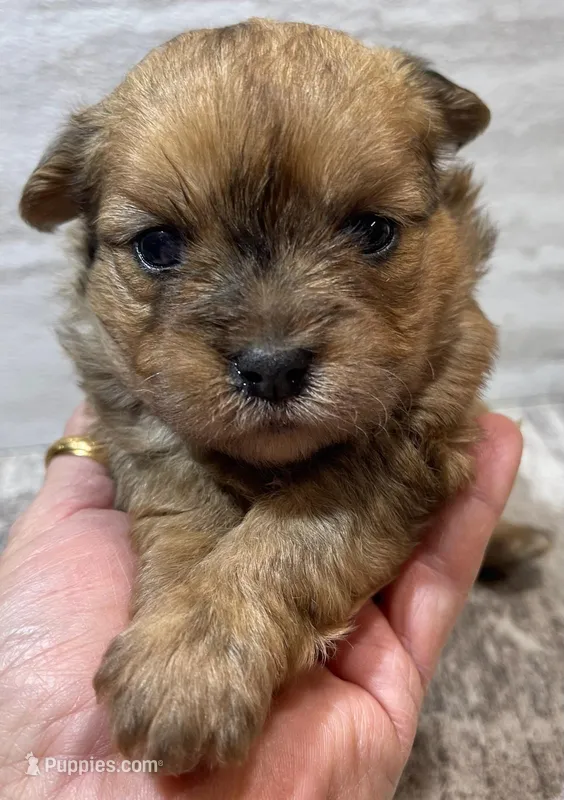 Bessie, a female Shorkie for sale in Edgar Springs, MO – Photo 1 of 1