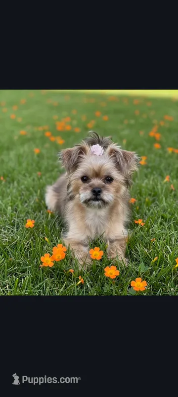 Coco – Yorkshire Terrier puppy for sale in Edgar Springs, MO