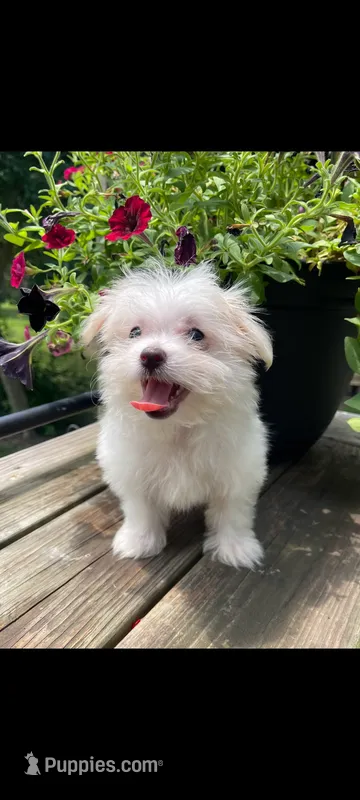 Little one – Maltese puppy for sale in Edgar Springs, MO