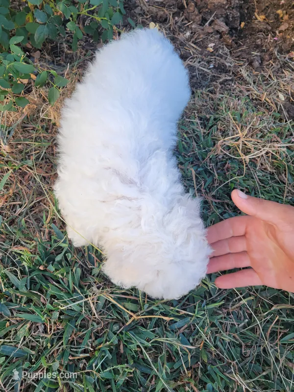 Jake – Bichon Frise puppy for sale in Edgar Springs, MO
