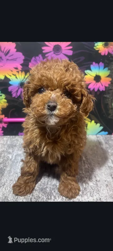 Cinnamon  – Poodle - Toy  puppy for sale in Edgar Springs, MO
