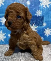 Tay, a female Cavapoo for sale in Edgar Springs, MO – Photo 2 of 3