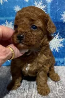 Tay, a female Cavapoo for sale in Edgar Springs, MO – Photo 3 of 3