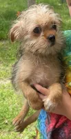 Mr Benson , a male Shorkie for sale in Edgar Springs, MO – 2 of 2