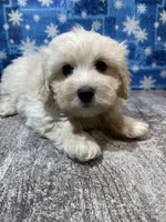 Cody, a male Maltipoo for sale in Edgar Springs, MO – Photo 1 of 2